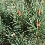 Pinus sylvestris - Grove den - Pinus sylvestris