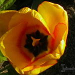 Tulipa 'Blushing Apeldoorn'  - Tulp
