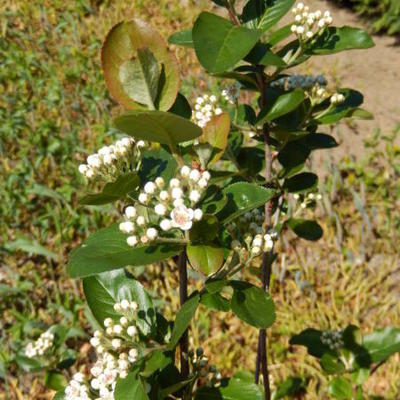 Appelbes - Aronia x prunifolia 'Viking' 