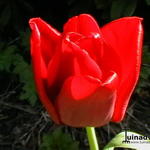 Tulipa 'Seadov' - Tulp