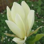 Magnolia 'Legend' - Beverboom