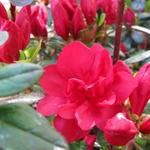 Rhododendron 'Moederkensdag' - Japanse azalea