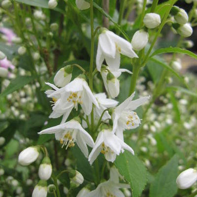 Deutzia gracilis 'Nikko' - Bruidsbloem