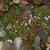 Saxifraga x arendsii 'Blütenteppich'