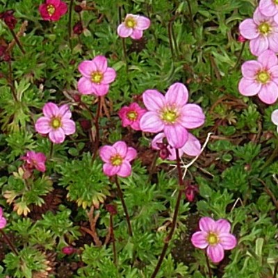 Steenbreek - Saxifraga x arendsii 'Blütenteppich'