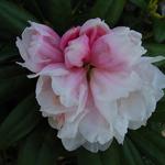 Rhododendron yakushimanum  - Rododendron