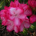 Rhododendron 'President Roosevelt' - Rododendron
