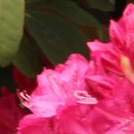 Rhododendron ´America´ - Rododendron