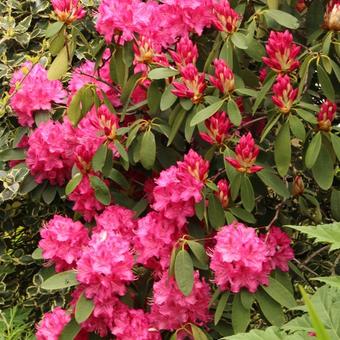 Rhododendron ´America´