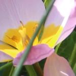 Tulipa bakeri 'Lilac Wonder' - Tulp