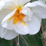 Narcissus 'Cheerfulness' - Narcis