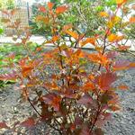 Blaasspirea - Physocarpus opulifolius 'Diable d'Or'