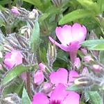Phlox subulata 'EARLY SPRING Dark Pink' - Kruipphlox