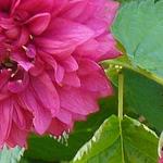 Rubus spectabilis 'Flore Pleno'  - Prachtframboos