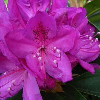 Rhododendron 'Anna Krusche'
