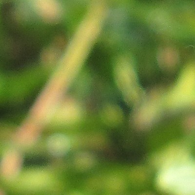Canadese kornoelje - Cornus sericea 'Flaviramea'