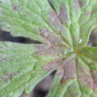 Ooievaarsbek - Geranium versicolor