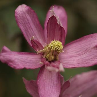 Clematis montana 'Broughton Star'