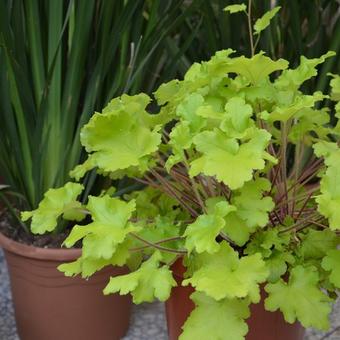 Heuchera 'Lime Marmalade'