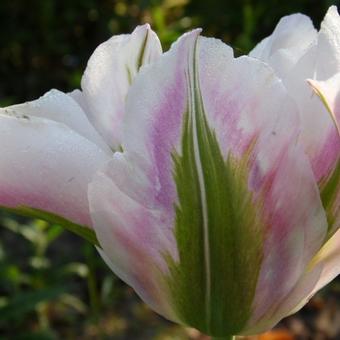 Tulipa 'New Design'