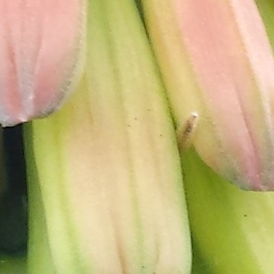 Vuurpijl, fakkellelie - Kniphofia uvaria 'Grandiflora'