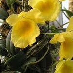 Dendrobium jenkinsii - Orchidee