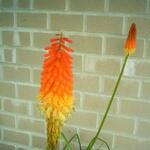 Kniphofia uvaria 'Grandiflora' - Vuurpijl, fakkellelie