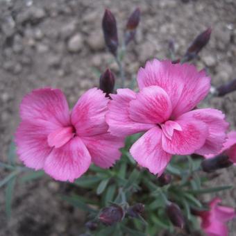 Dianthus gratianopolitanus 'Dinetta Pink'