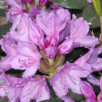 Rhododendron 'Blue Silver'