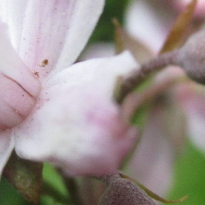 Bruidsbloem - Deutzia x hybrida 'Mont Rose'