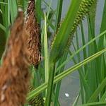 Zwarte zegge - Carex nigra