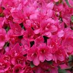 Rhododendron obtusum - Rododendron, Japanse azalea