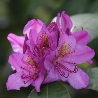 Rhododendron 'Queen Mary'