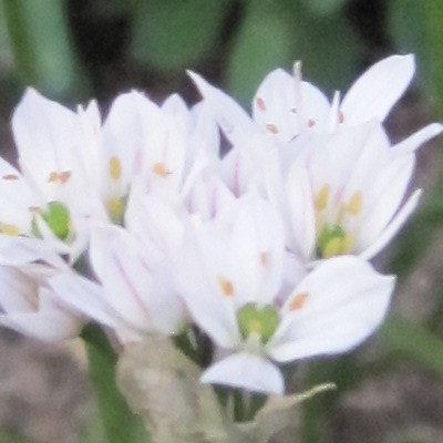 Allium neapolitanum - Witte Knoflook, Napels Knoflook, Bruidsuitje