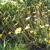 Coreopsis auriculata 'Elfin Gold'