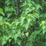Acer davidii 'Purple Bark' - Slangenhuidesdoorn