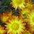 Chrysanthemum indicum 'Dernier Soleil'