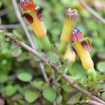 Fuchsia procumbens - Fuchsia