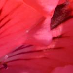 Pelargonium 'Grandma Fischer' - Geranium