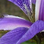 Iris x robusta 'Gerald Darby' - Iris