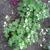 Geranium macrorrhizum 'White Ness'