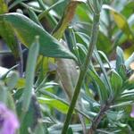 Erysimum linifolium 'Jenny Brook' - Steenraket