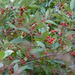 Aronia arbutifolia 'Brilliant' - Appelbes - Aronia arbutifolia 'Brilliant'