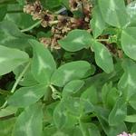 Trifolium pratense - Rode klaver