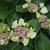 Hydrangea macrophylla 'Green Tonic'