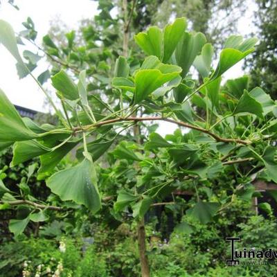 Japanse notenboom - Ginkgo biloba