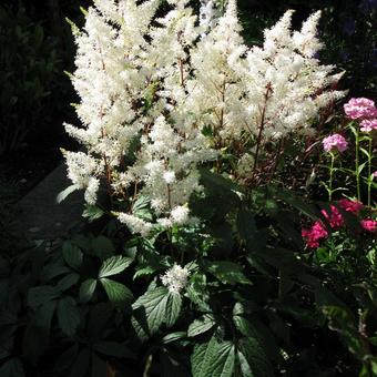 Astilbe x arendsii  'Rock and Roll'