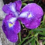 Iris ensata 'Cry of Rejoice' - Japanse iris