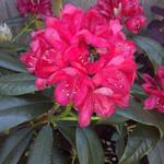 Rhododendron 'Nova Zembla' - Rododendron