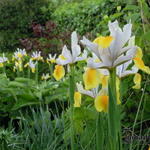 Iris x hollandica 'Angel Wings' - Hollandse boliris